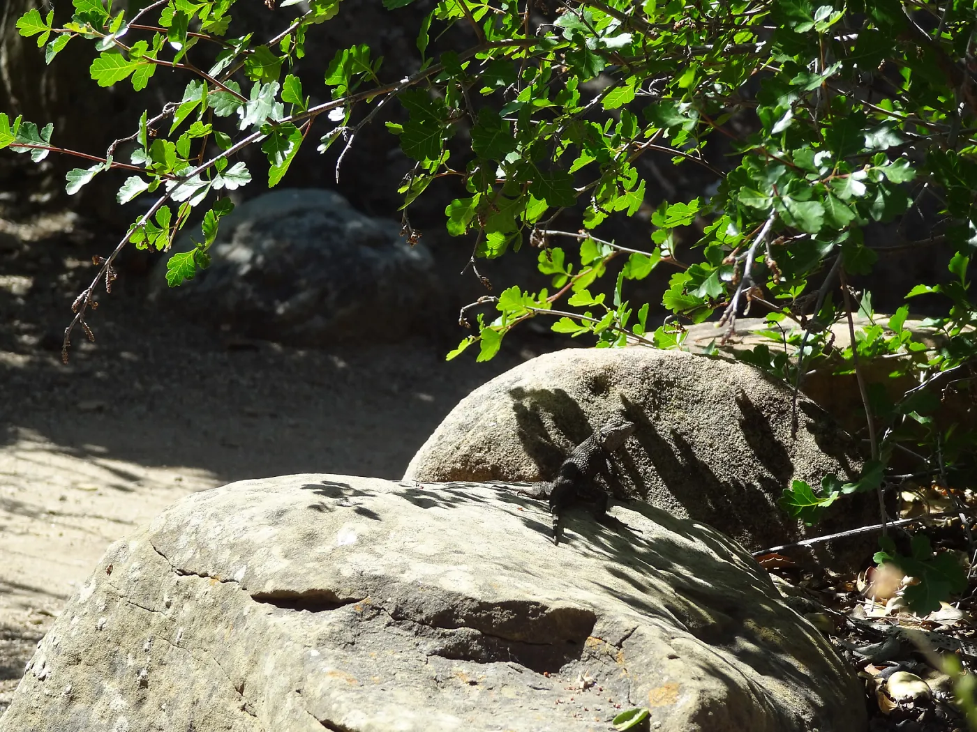 Lizard, shadow, Desert Section
