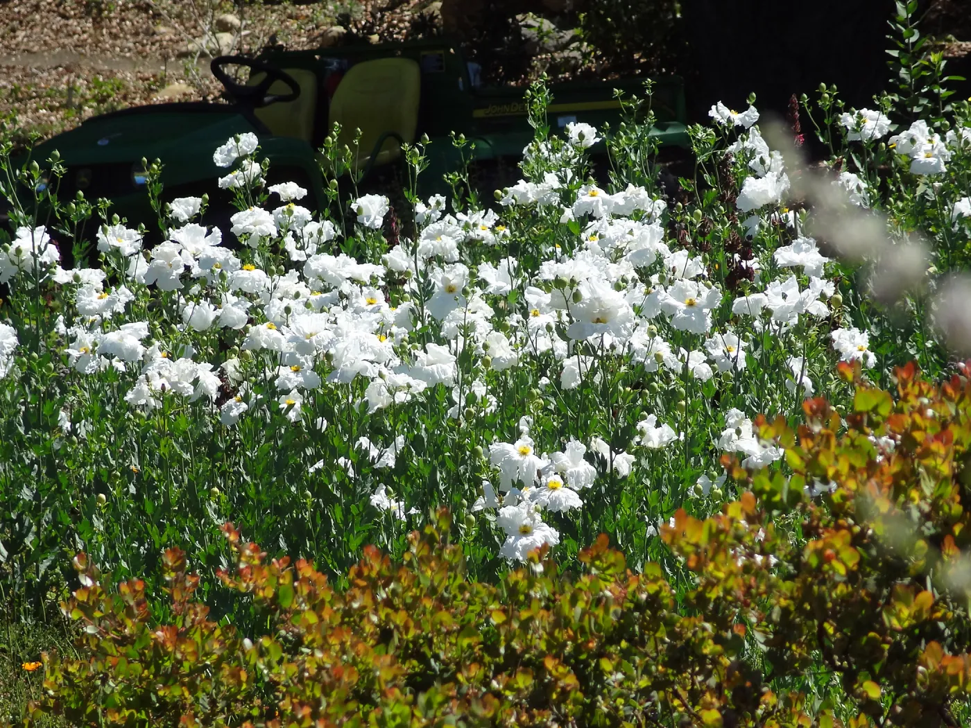 Matilija poppies in the Meadow, wildflower display, gator utility vehicle
