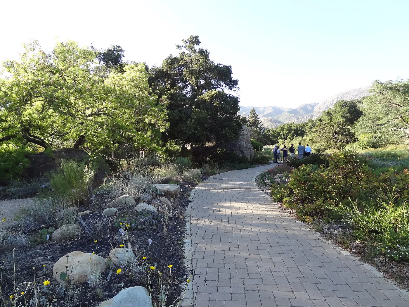 SBBG hosts Santa Barbara Chamber of Commerce Mixer, June 2013, Garden Tour, visitors walking in the Meadow Oaks