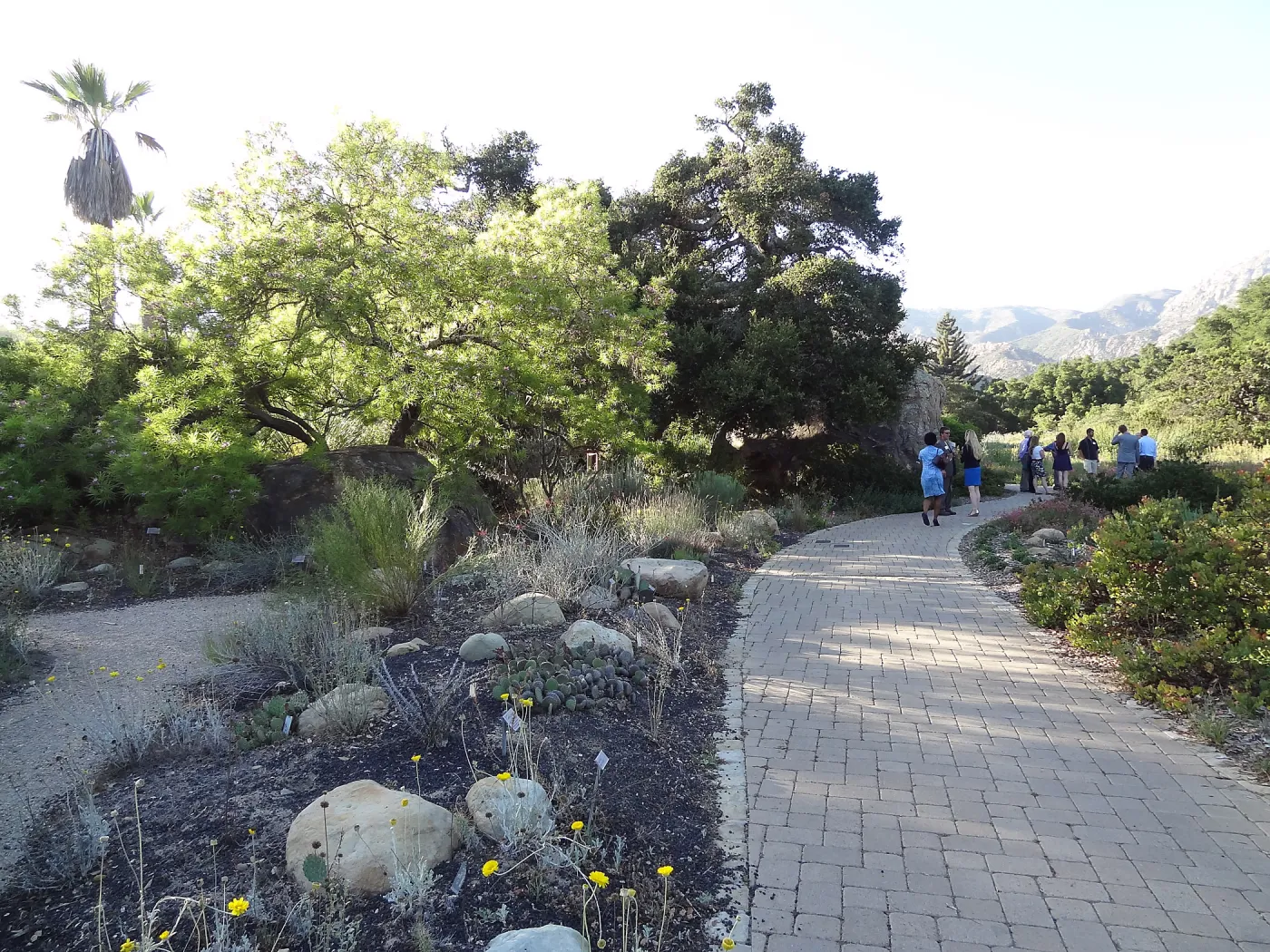 SBBG hosts Santa Barbara Chamber of Commerce Mixer, June 2013, Garden Tour, visitors walking in the Meadow Oaks
