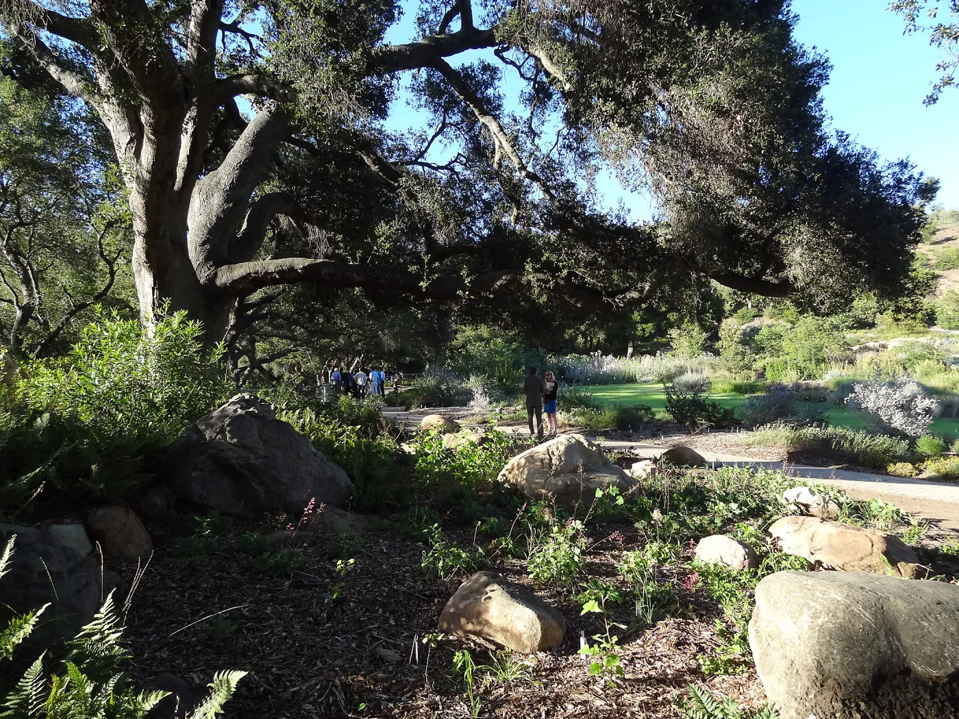 SBBG hosts Santa Barbara Chamber of Commerce Mixer, June 2013, Garden Tour, visitors walking in the Meadow Oaks