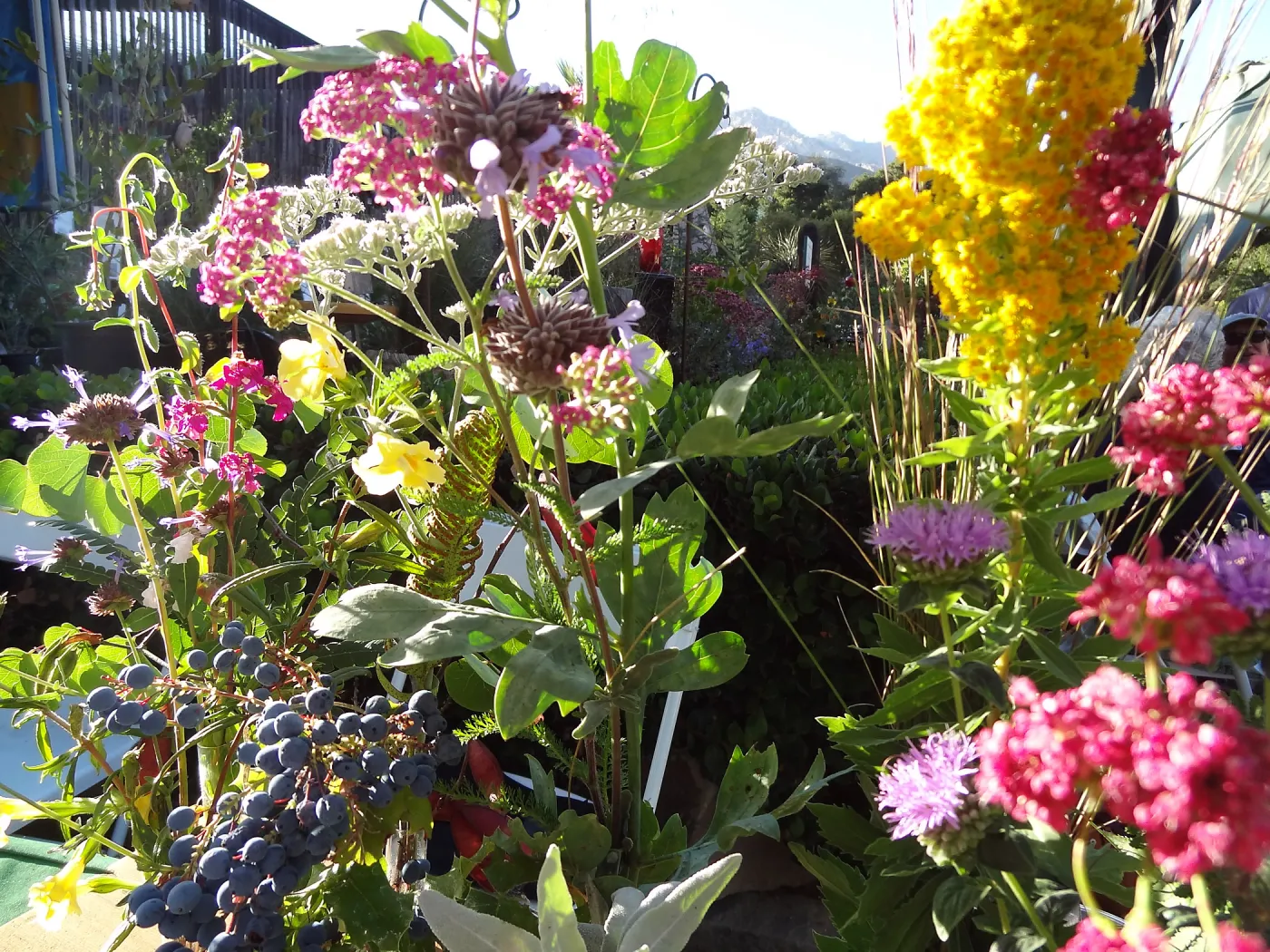 SBBG hosts Santa Barbara Chamber of Commerce Mixer, June 2013, floral arrangements
