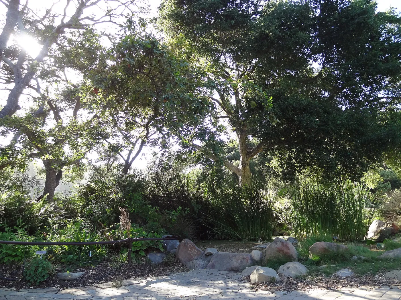 Meadow Pond