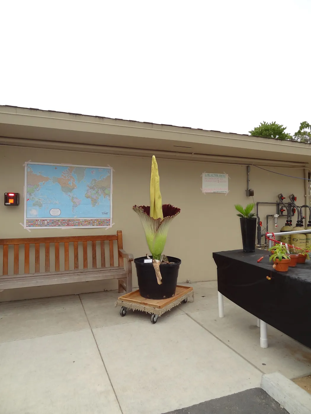 Titan arum, Corpse flower at UC Santa Barbara, SBBG staff field trip