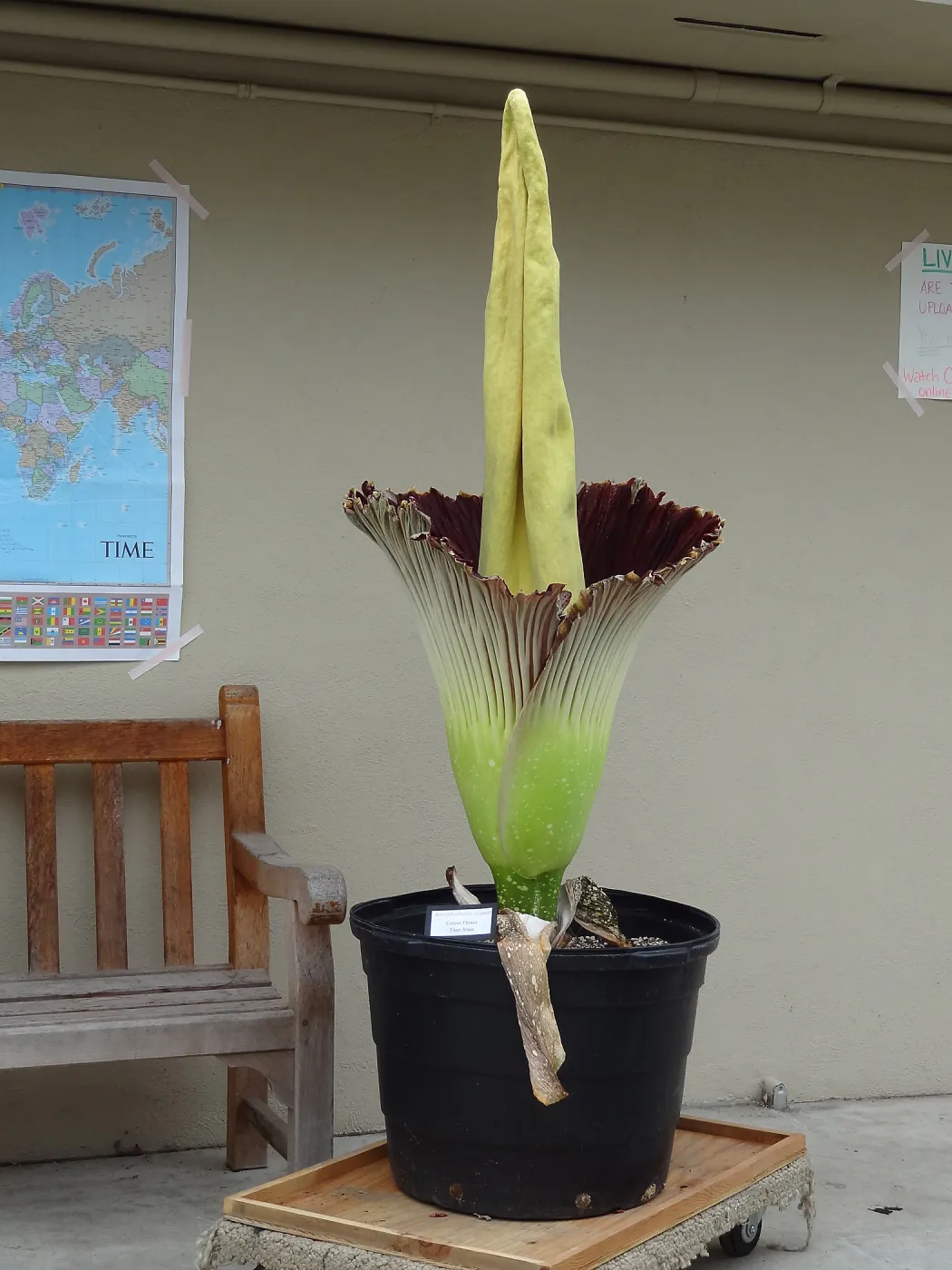 Titan arum, Corpse flower at UC Santa Barbara, SBBG staff field trip