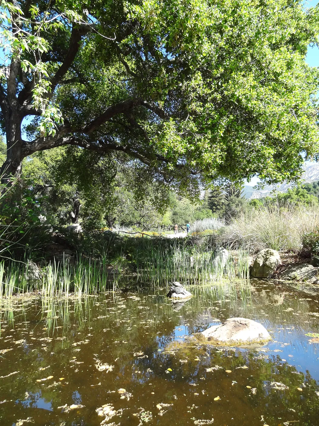 Meadow Pond