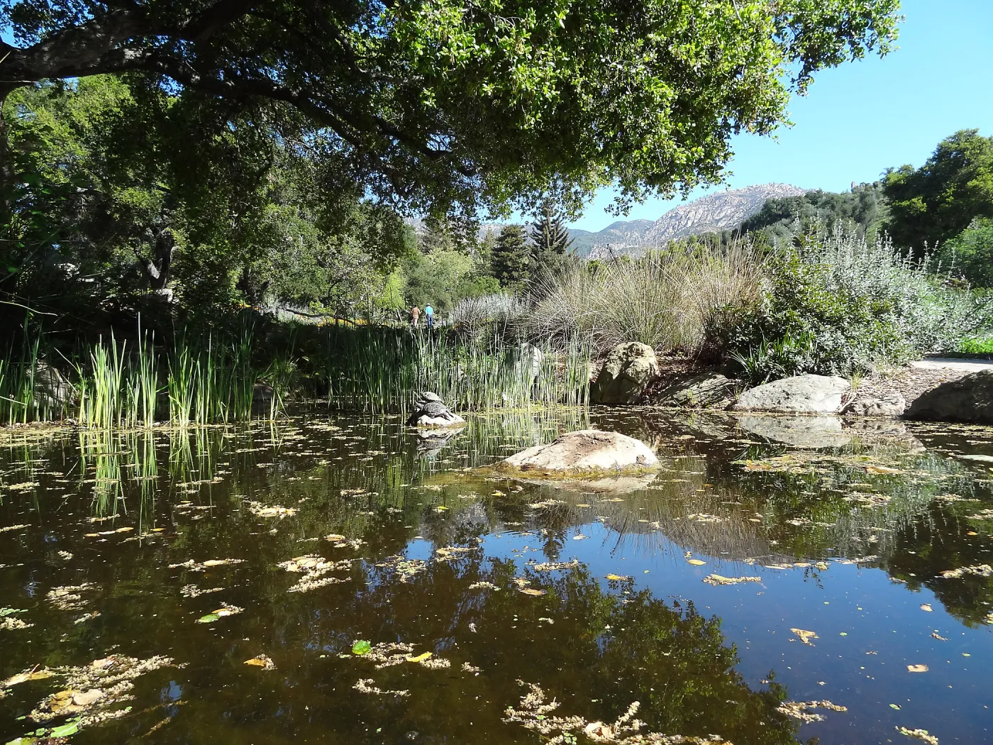 Meadow Pond