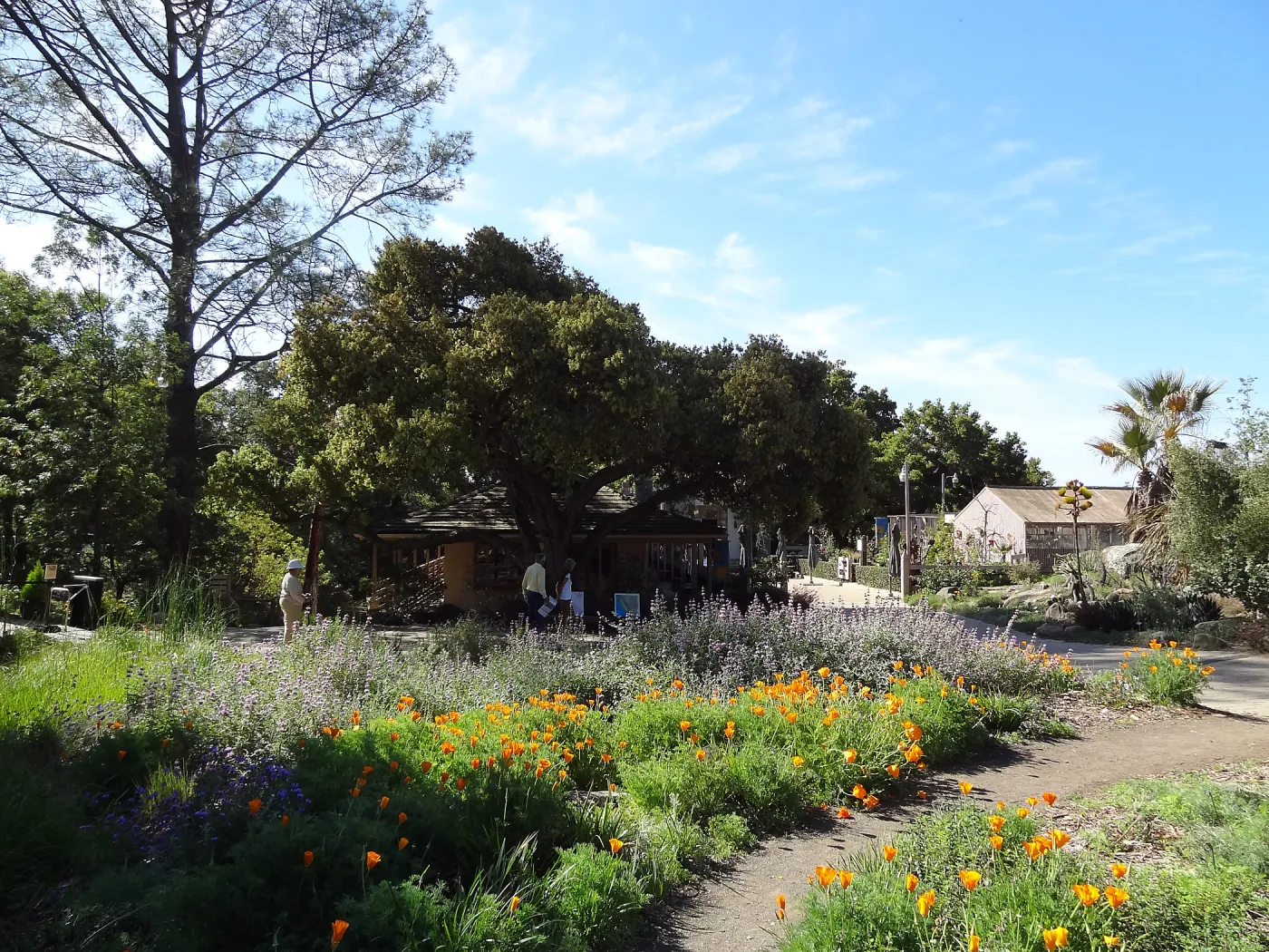 Lower Meadow with view to the Garden Shop, poppies and wildlfower display