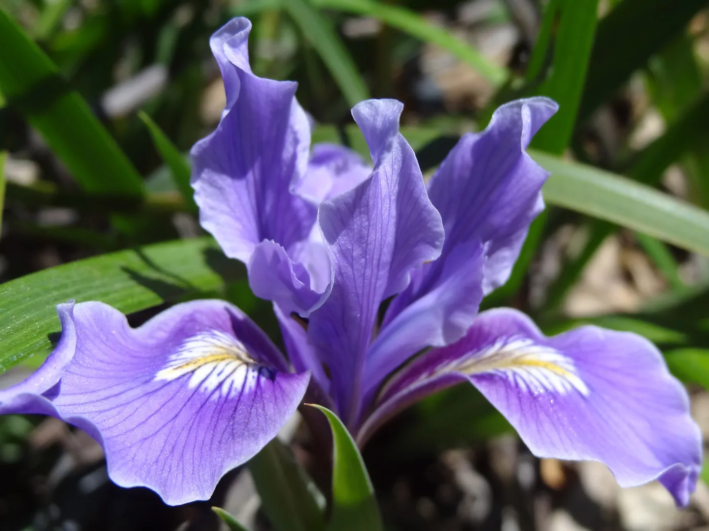 purple iris blooming on the Porter Trail