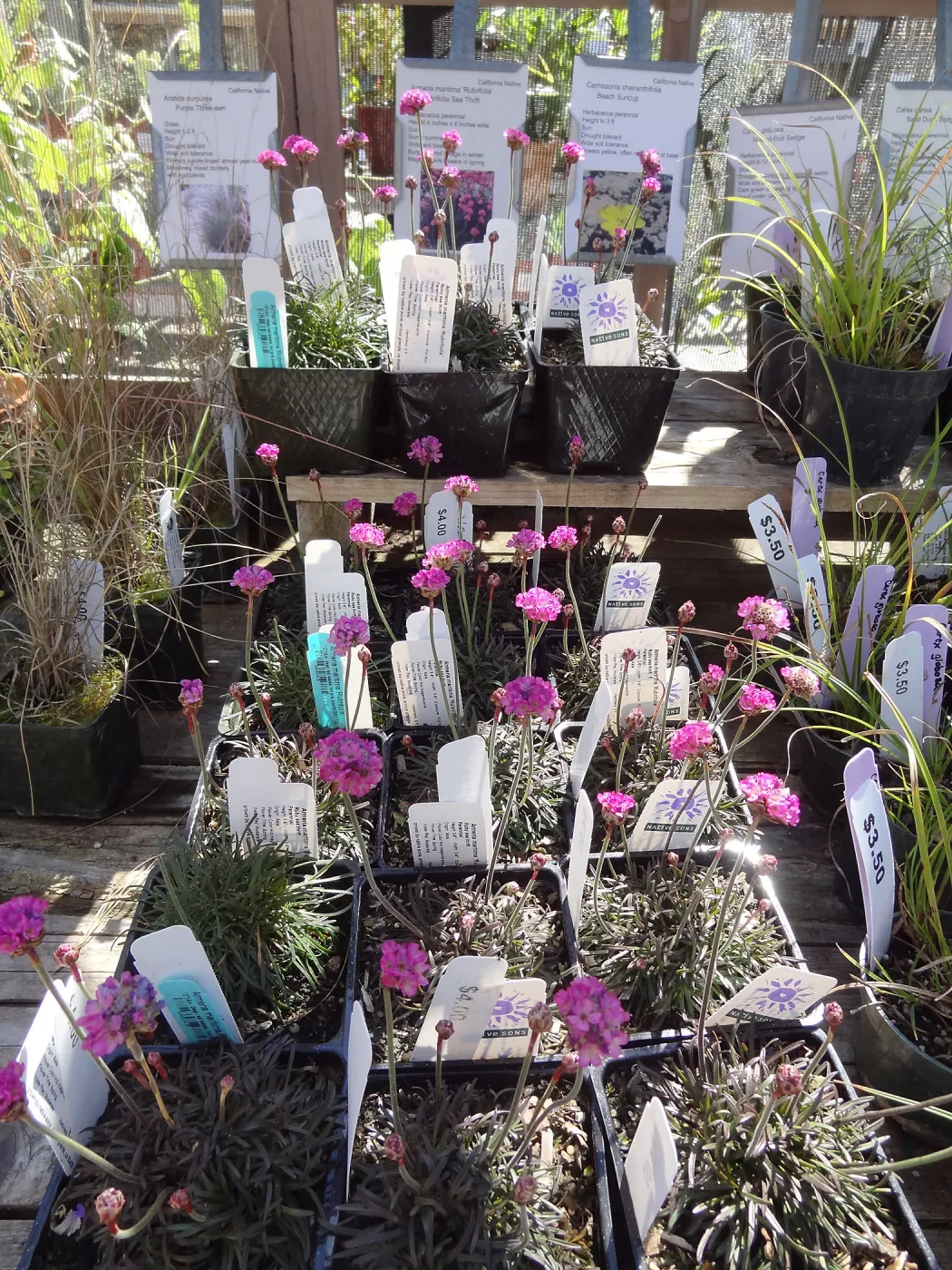 Spring Plant Sale 2013, Armeria