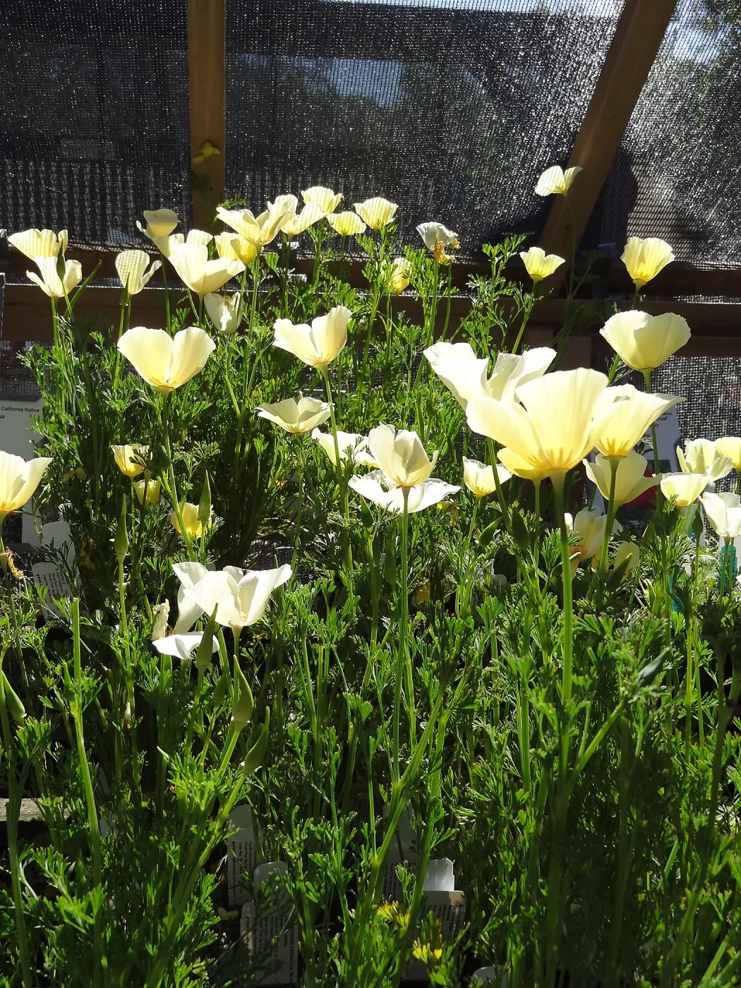 Spring Plant Sale 2013, cream colored poppies