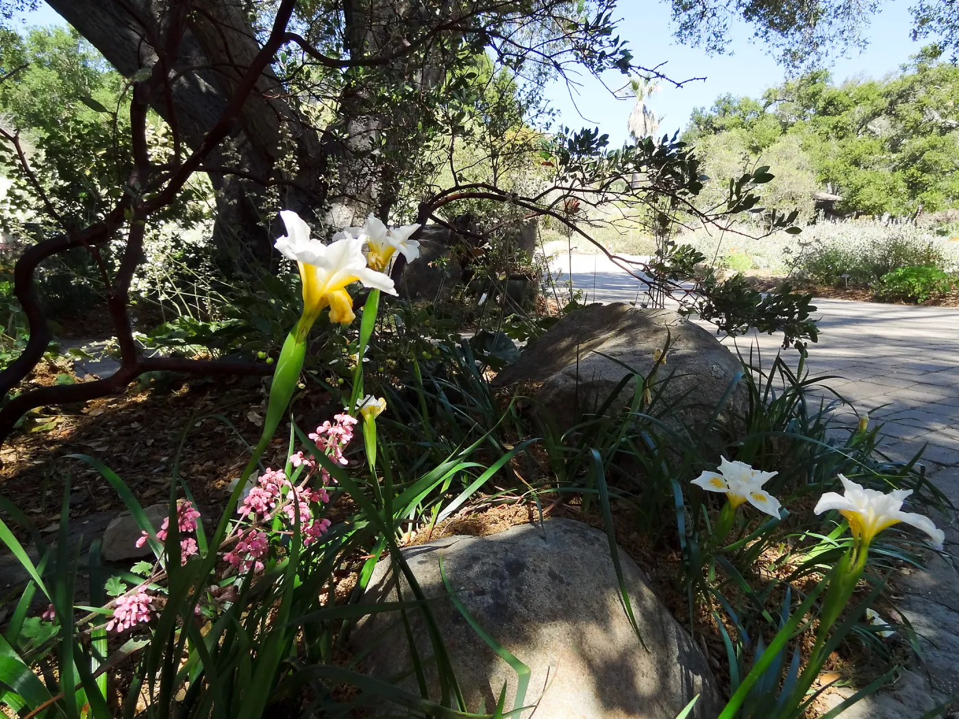 Entrance oak with Iris Canyon Snow and pink Heuchera