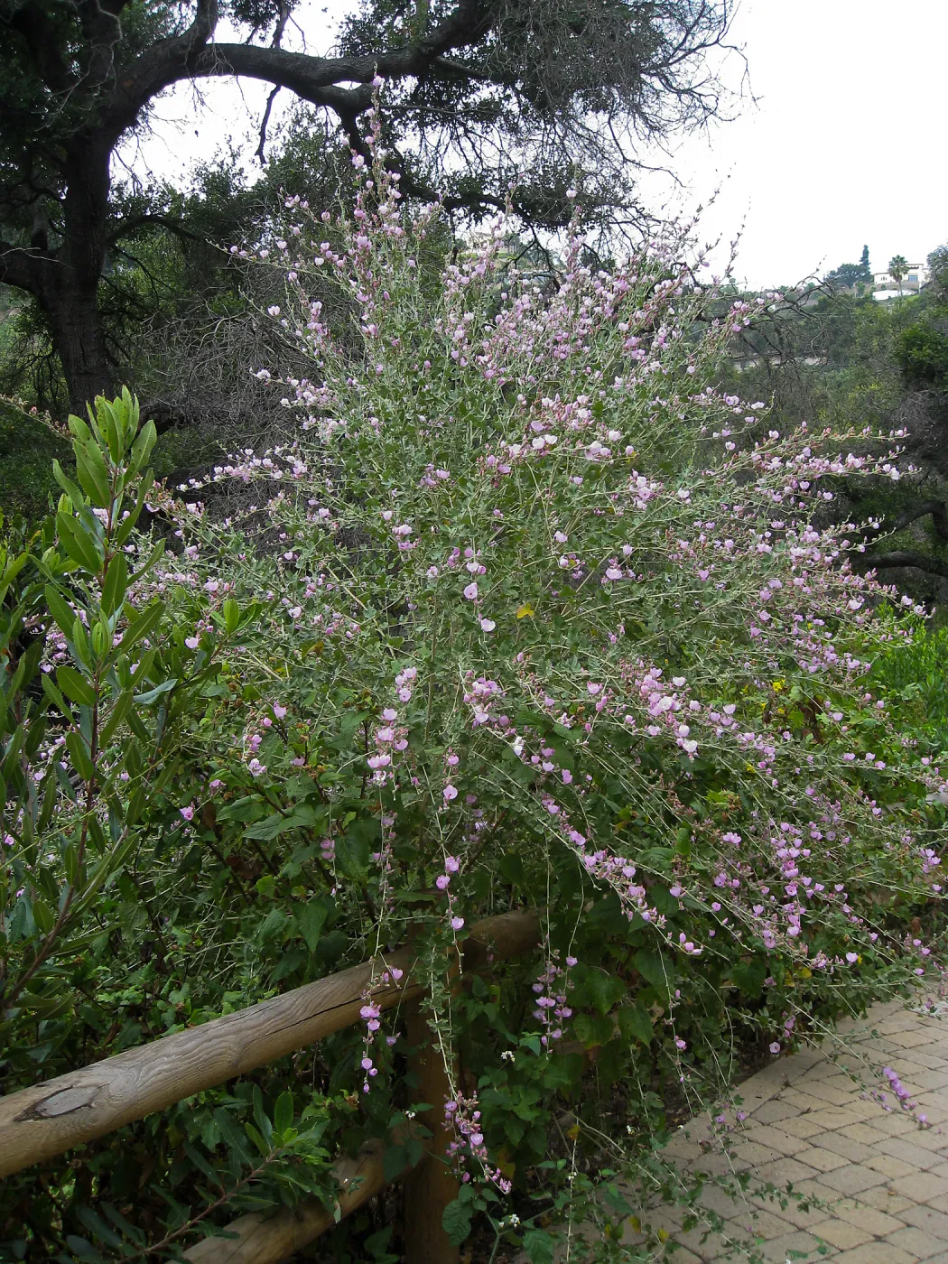 Malacothamnus jonesii on the Campbell Trail