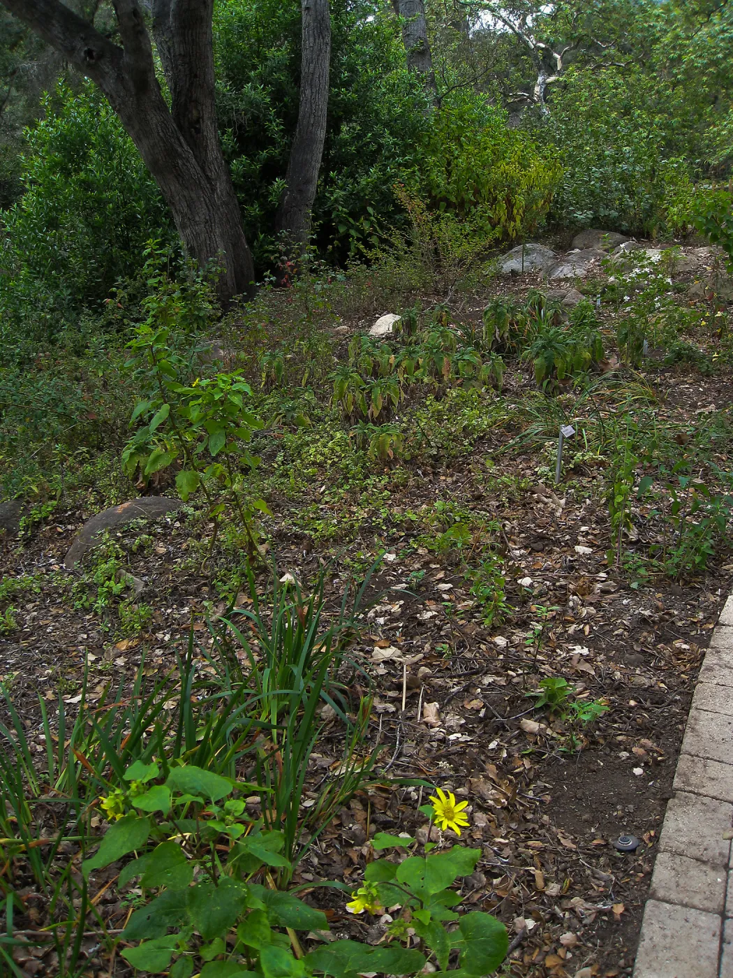 Iris bed on the Campbell Trail after clean-up