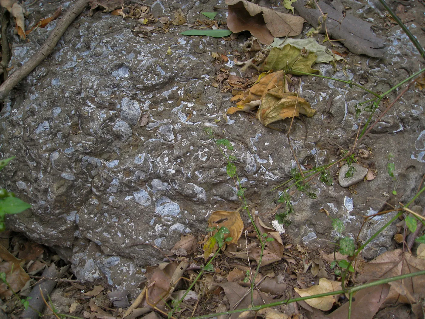 Fossil rock 