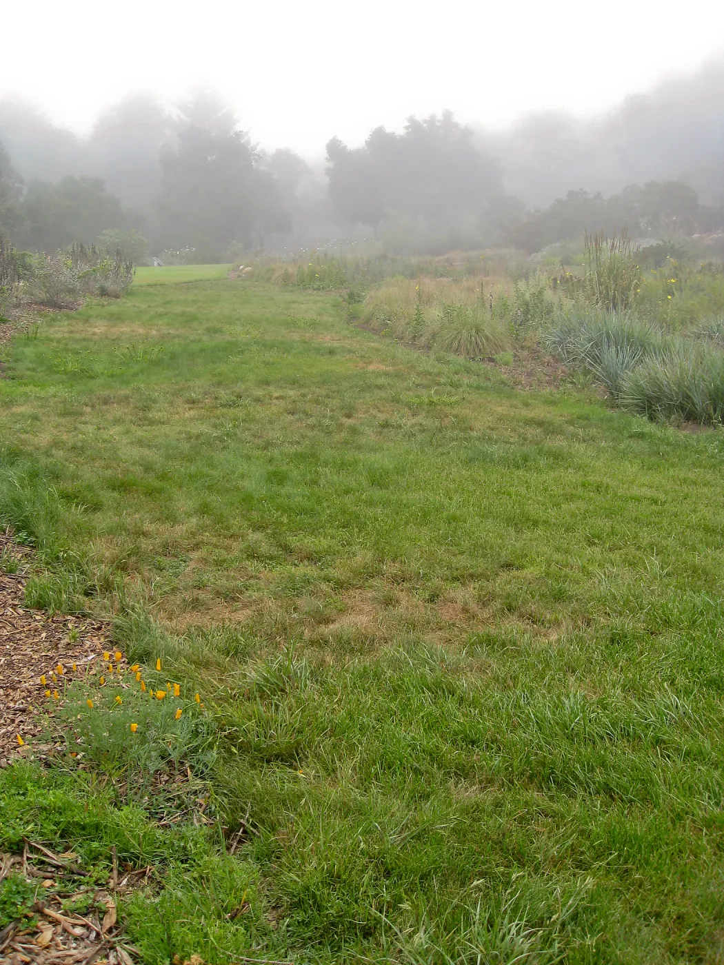 Festuca lawn in the Meadow