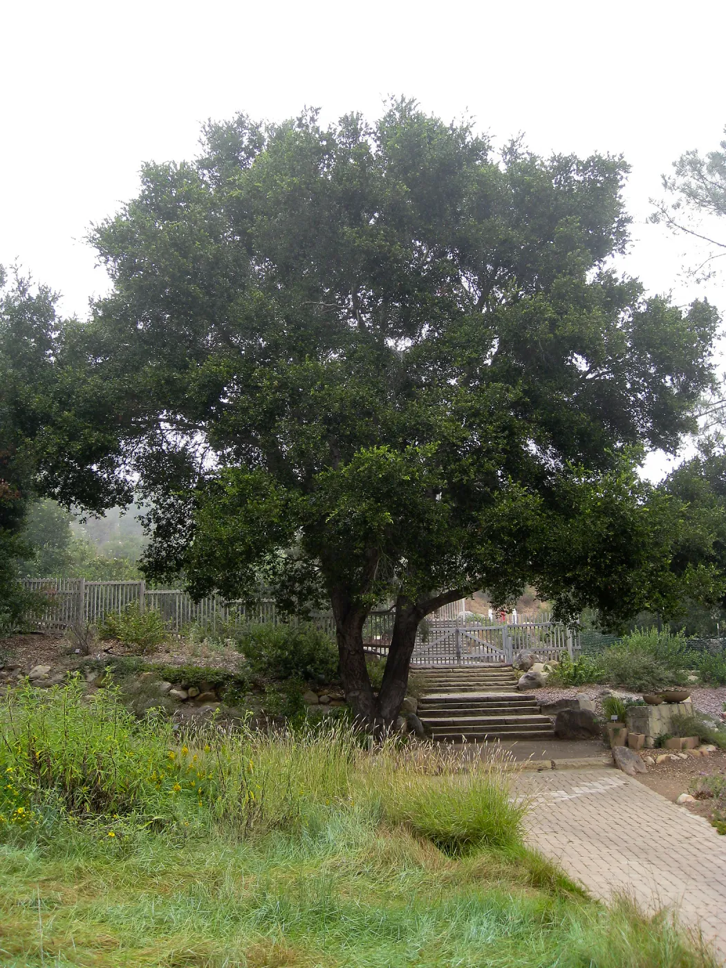 Lower Meadow, entrance steps, oak