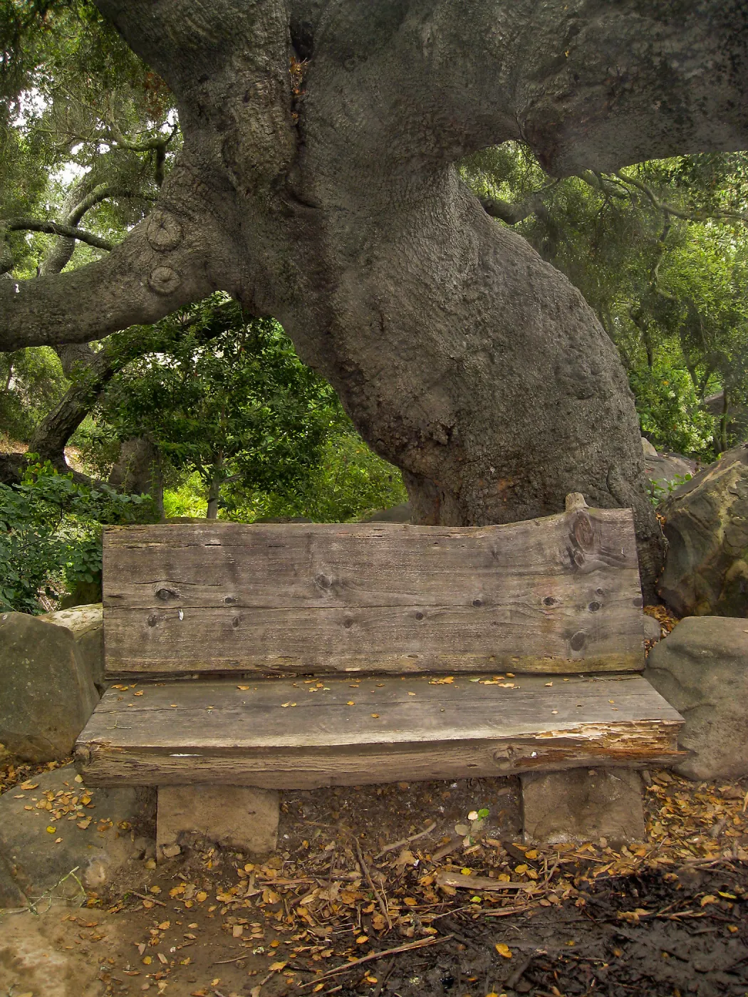 Ben Weininger bench in Manzanita Section