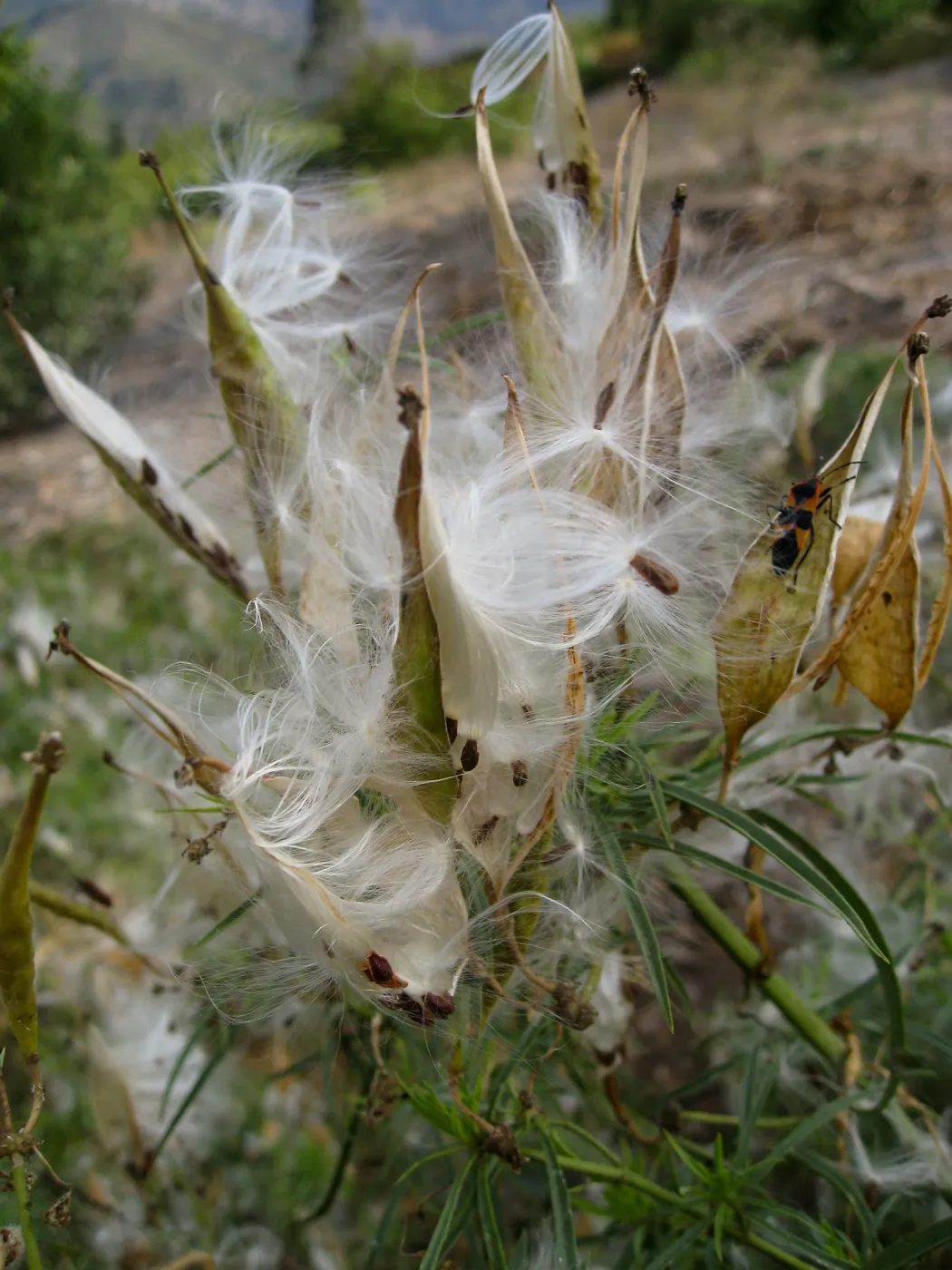  Asclepias fascicularis, close up of opened seed pods, at SBBG