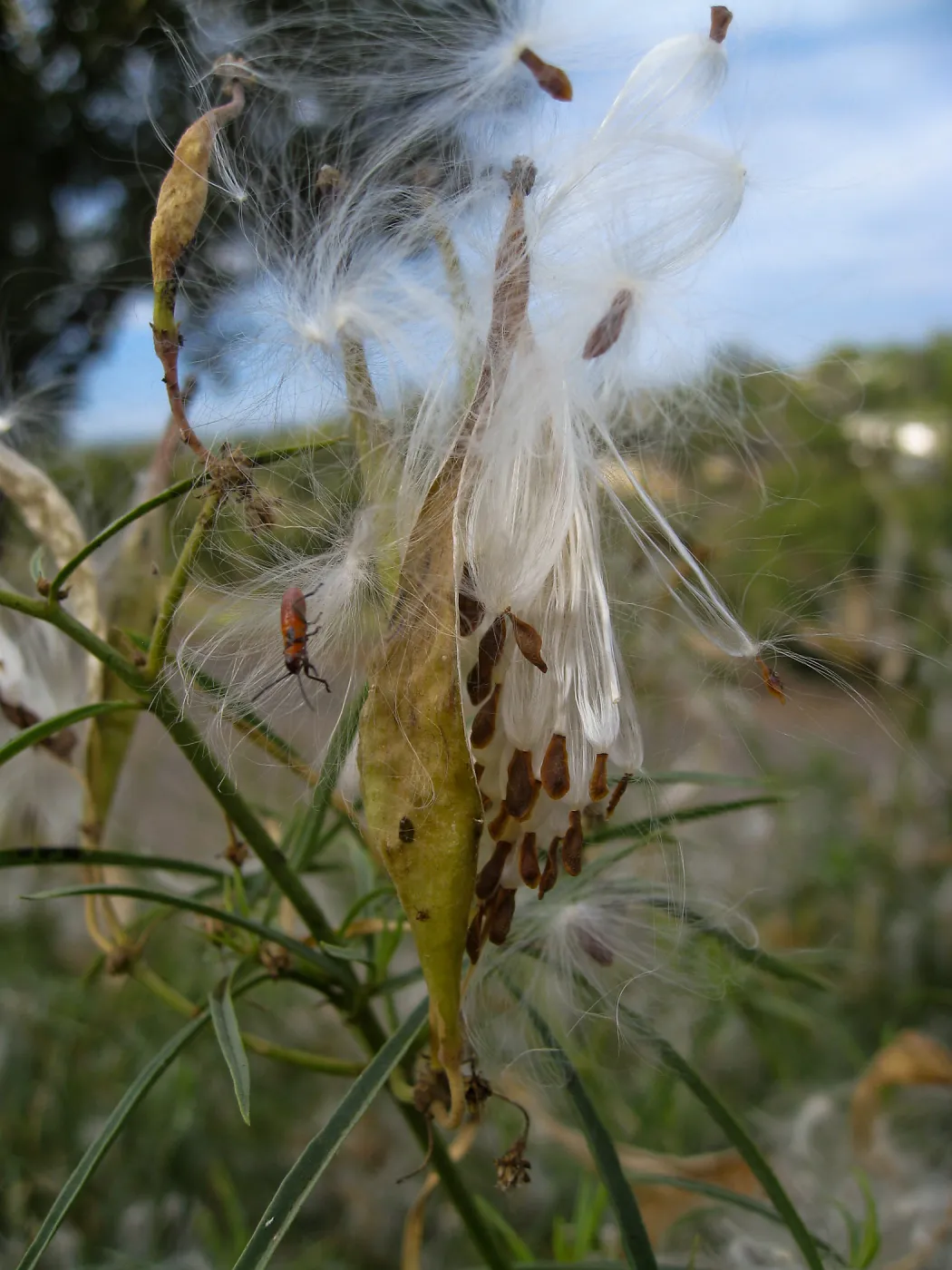  Asclepias fascicularis, close up of opened seed pods, at SBBG