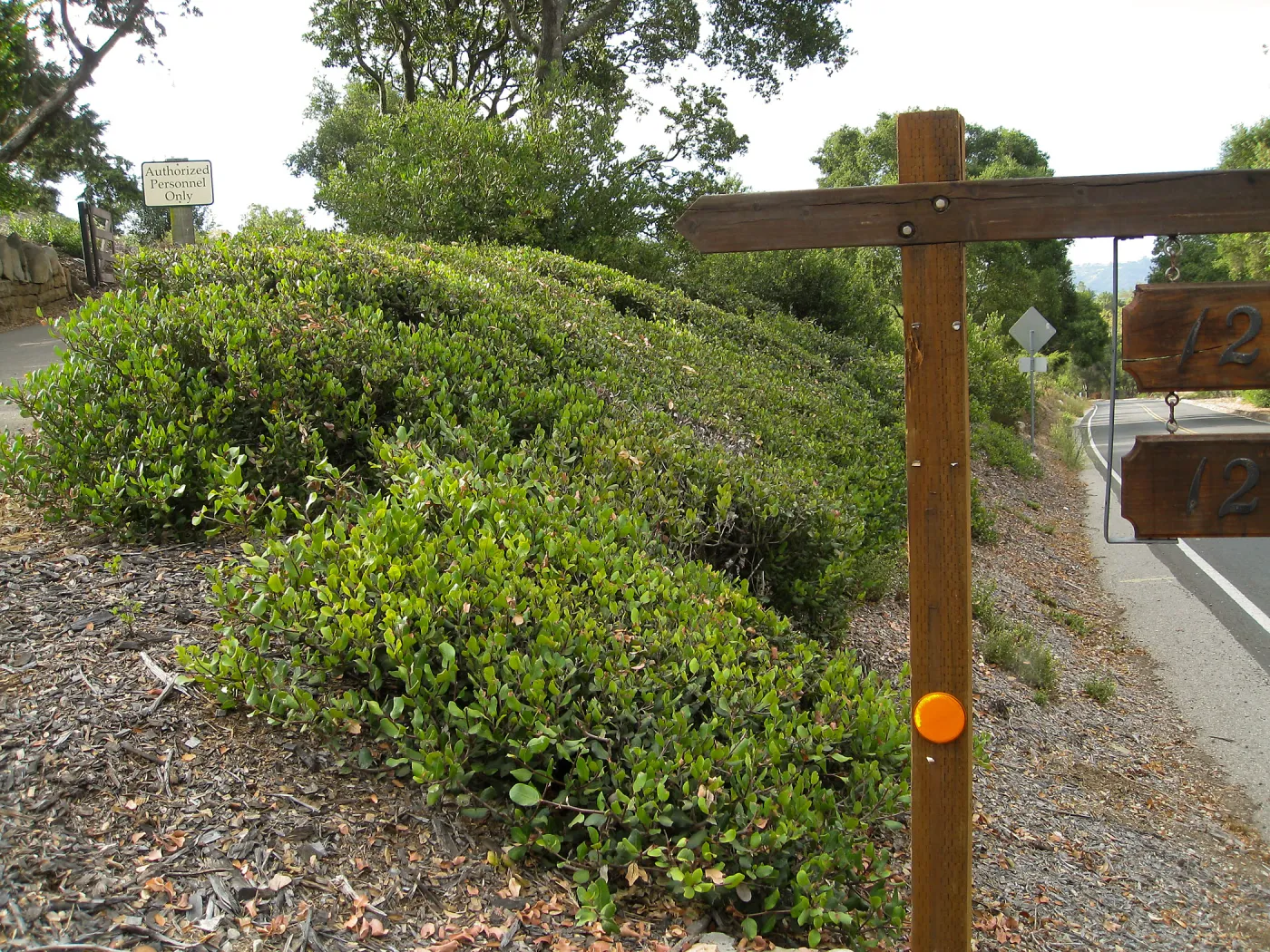 Rhus integrifolia (lemonadeberry) low hedge, Mission Canyon Rd at entrance to hort unit, SBBG