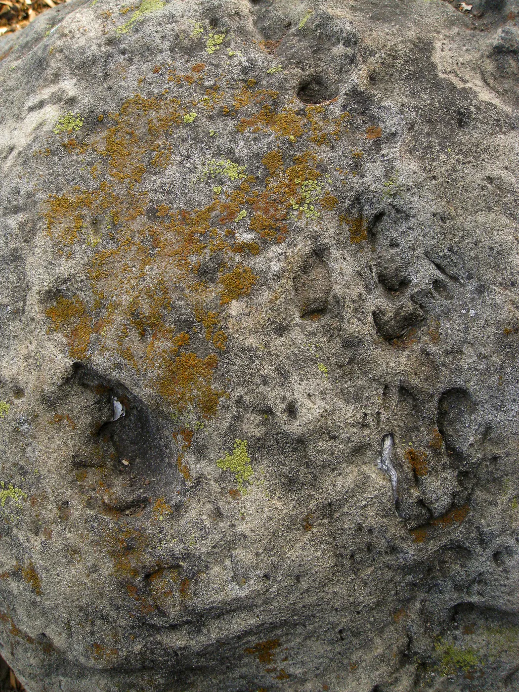 Lichen covered rock, old entrance steps, SBBG