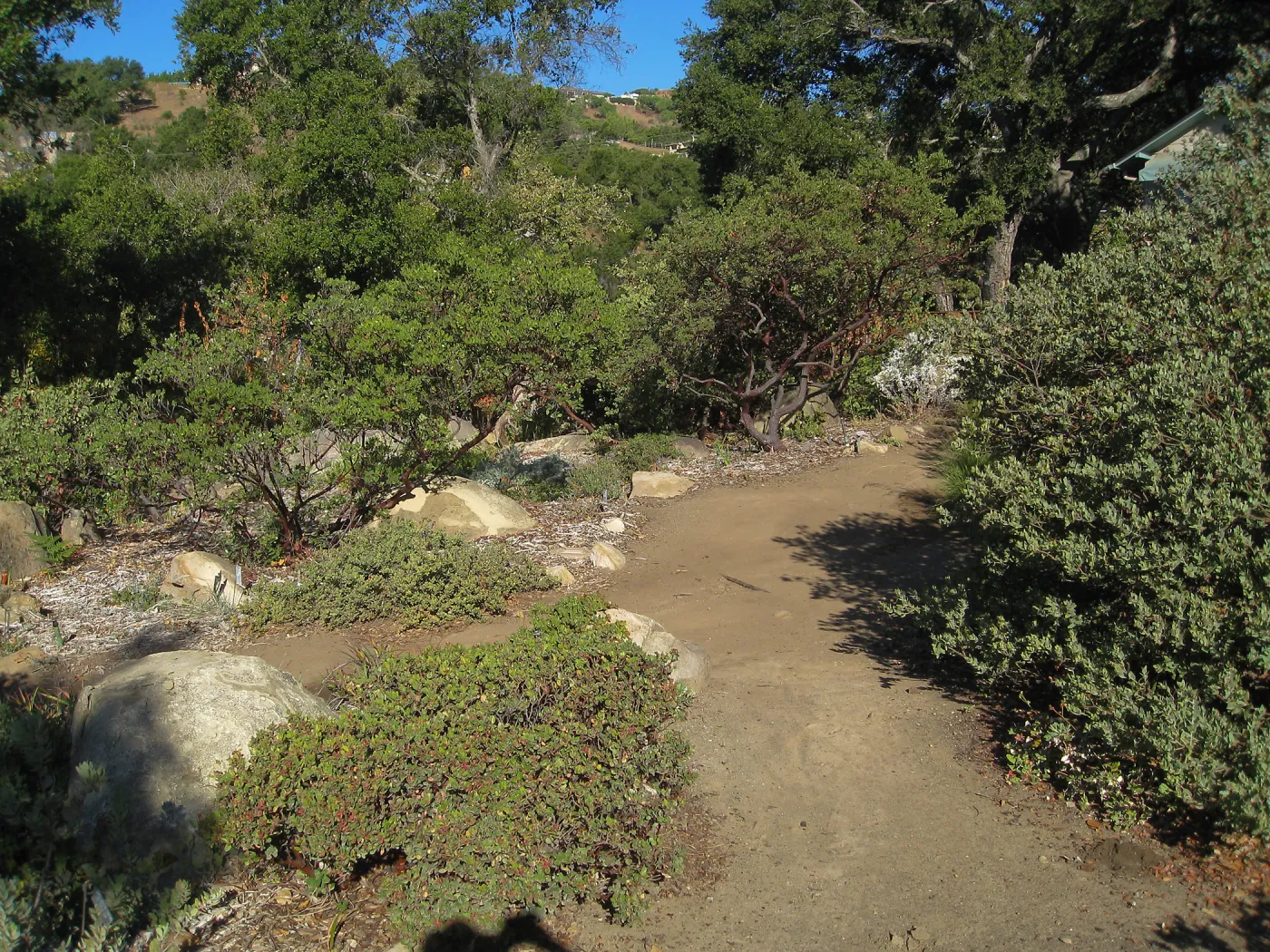 Manzanita section, SBBG