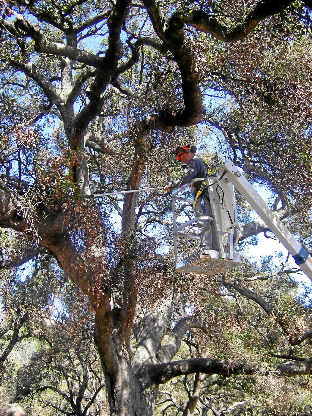 New cherry picker lift from 2009 Stanley Smith Grant