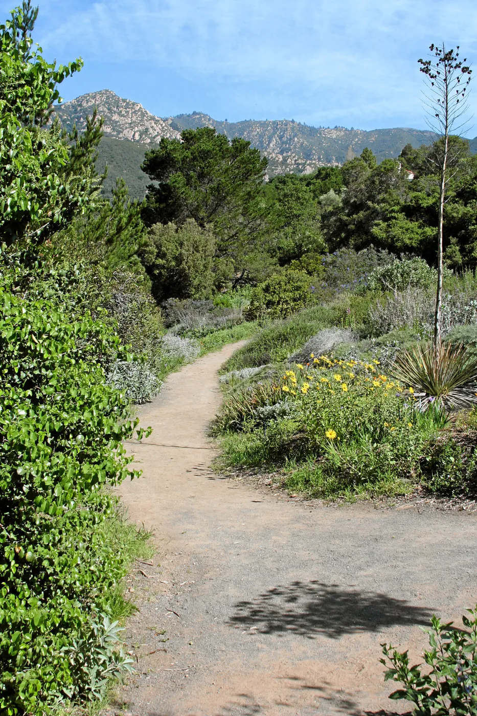 Porter Trail, Coreopsis border