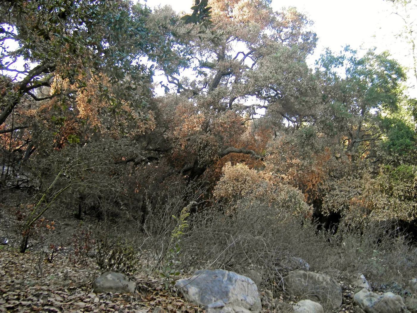 Fire damage in the Canyon - Island Section