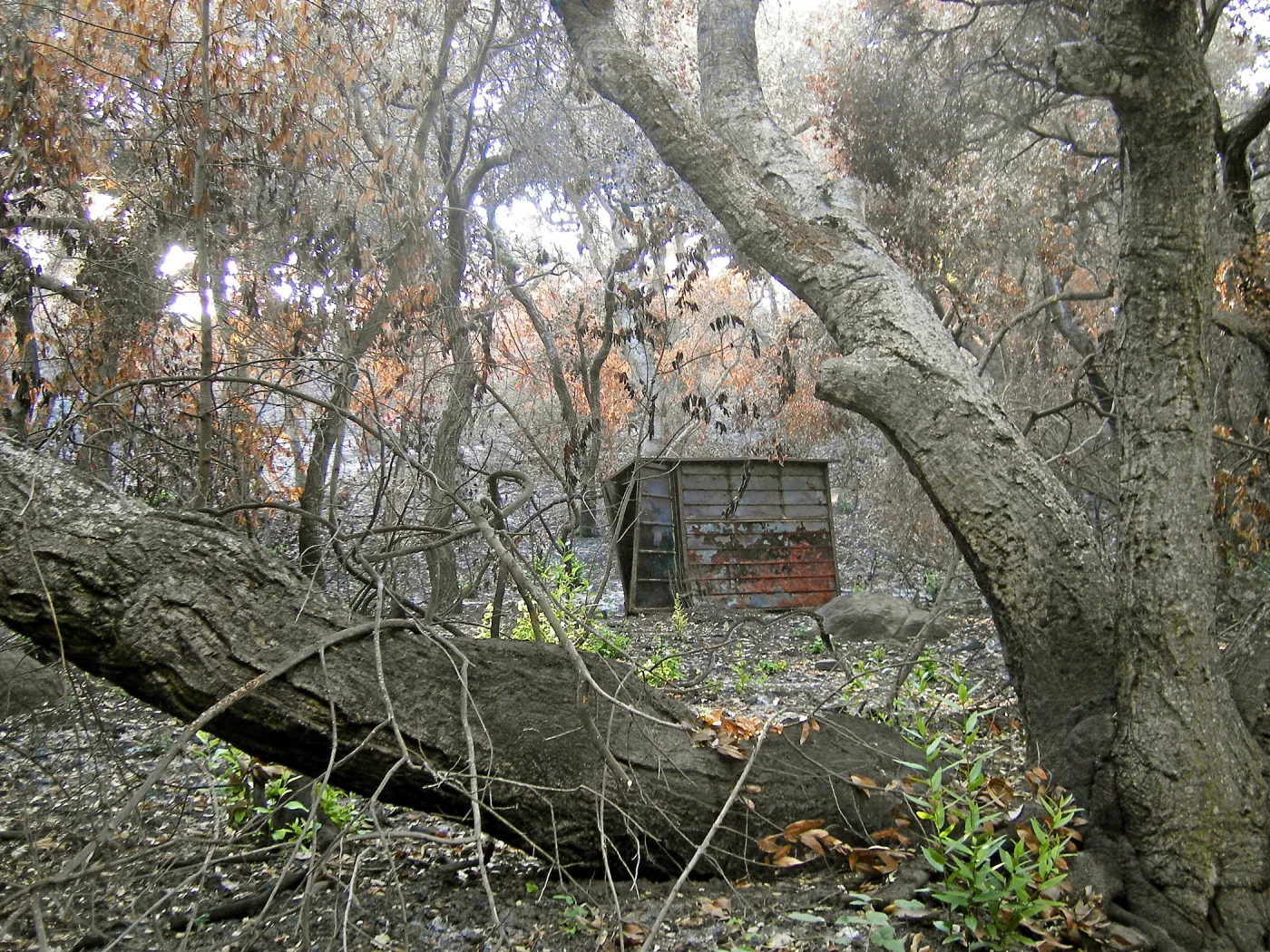 Fire damage in the Canyon - Island Section