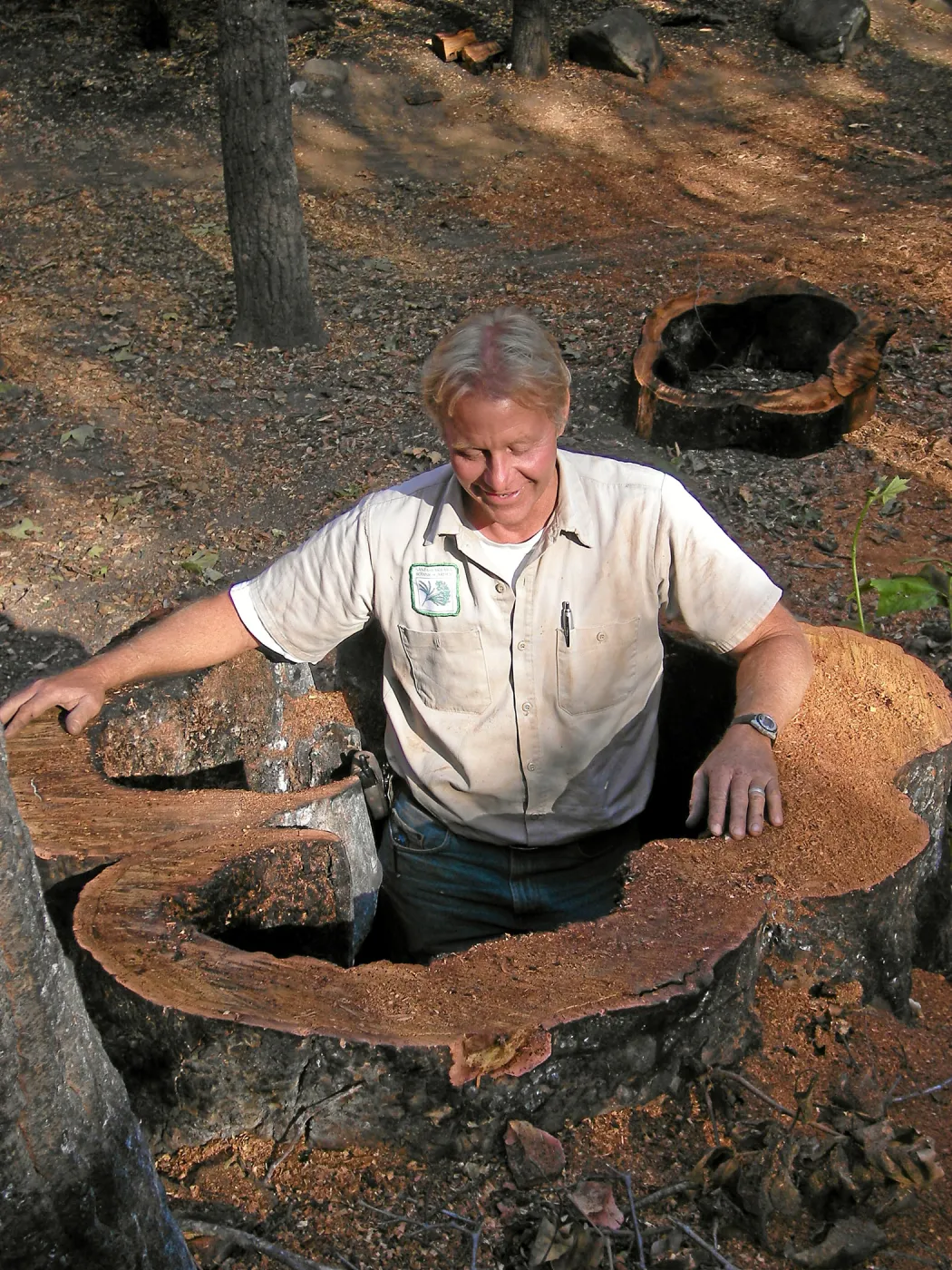 Dave Kershaw in cut sycamore stump