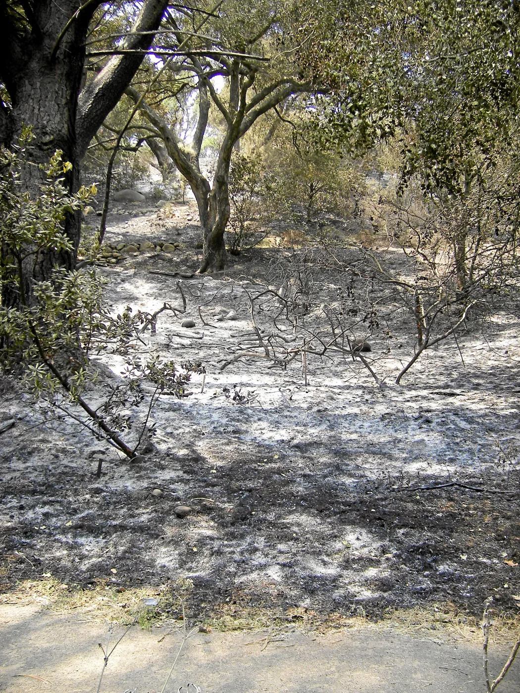 Jesusita Fire