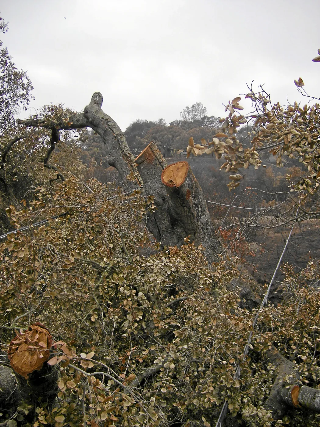 Jesusita Fire clearance
