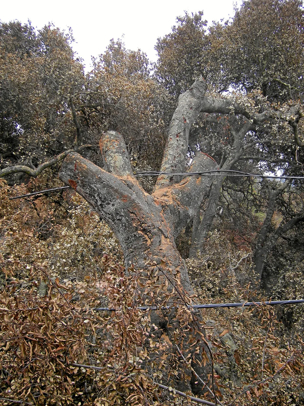 Jesusita Fire clearance