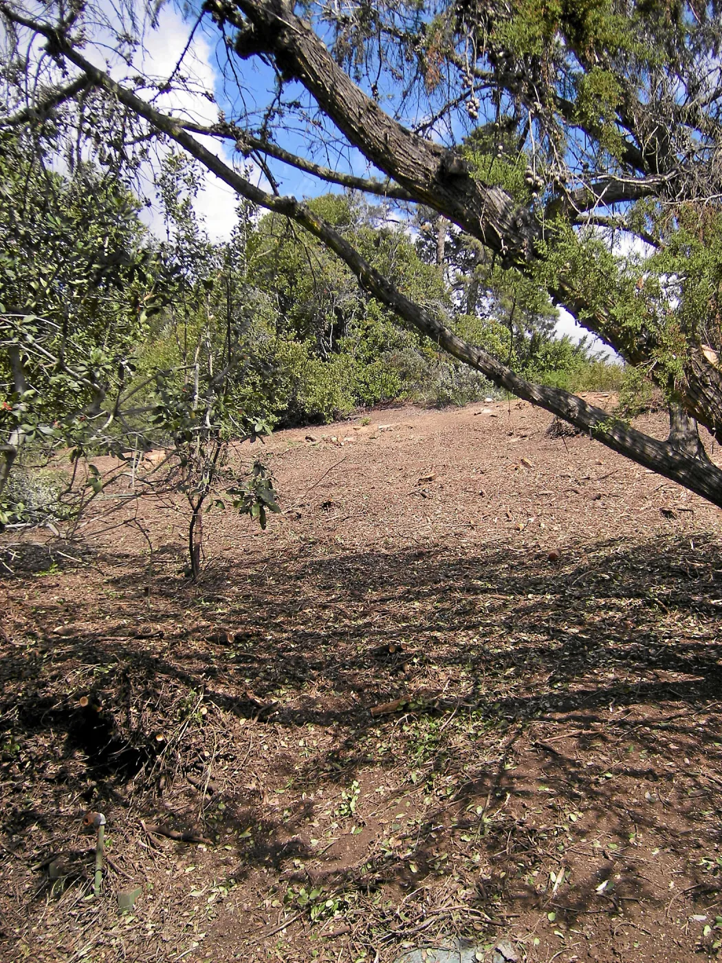 Completed fire clearance of brush at SBBG