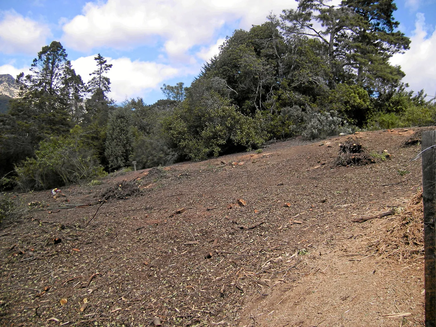 Completed fire clearance of brush at SBBG
