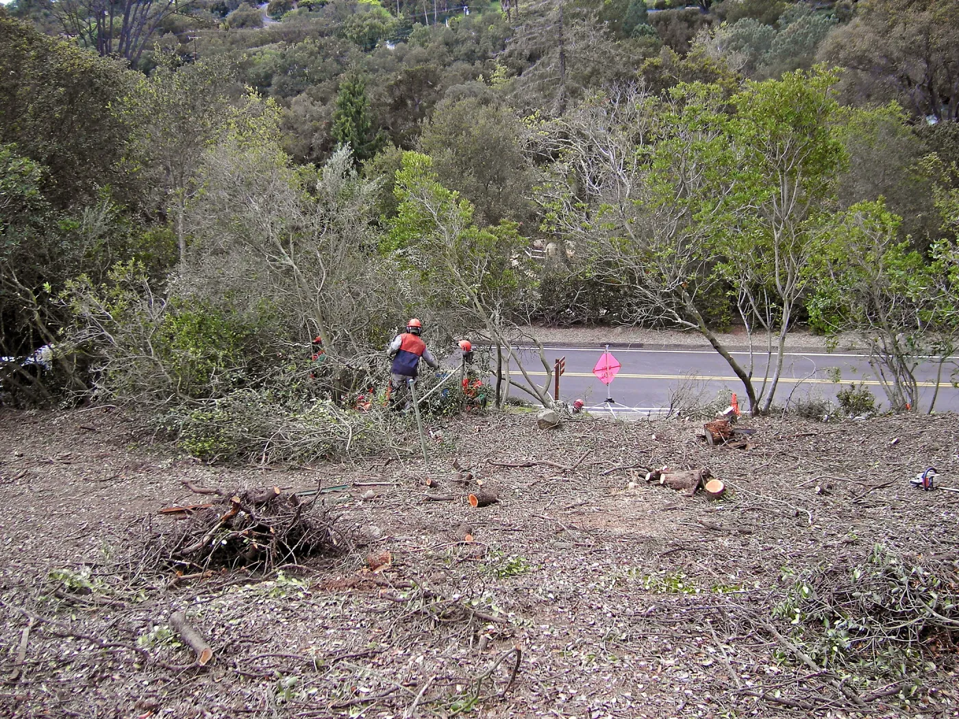Completed fire clearance of brush at SBBG