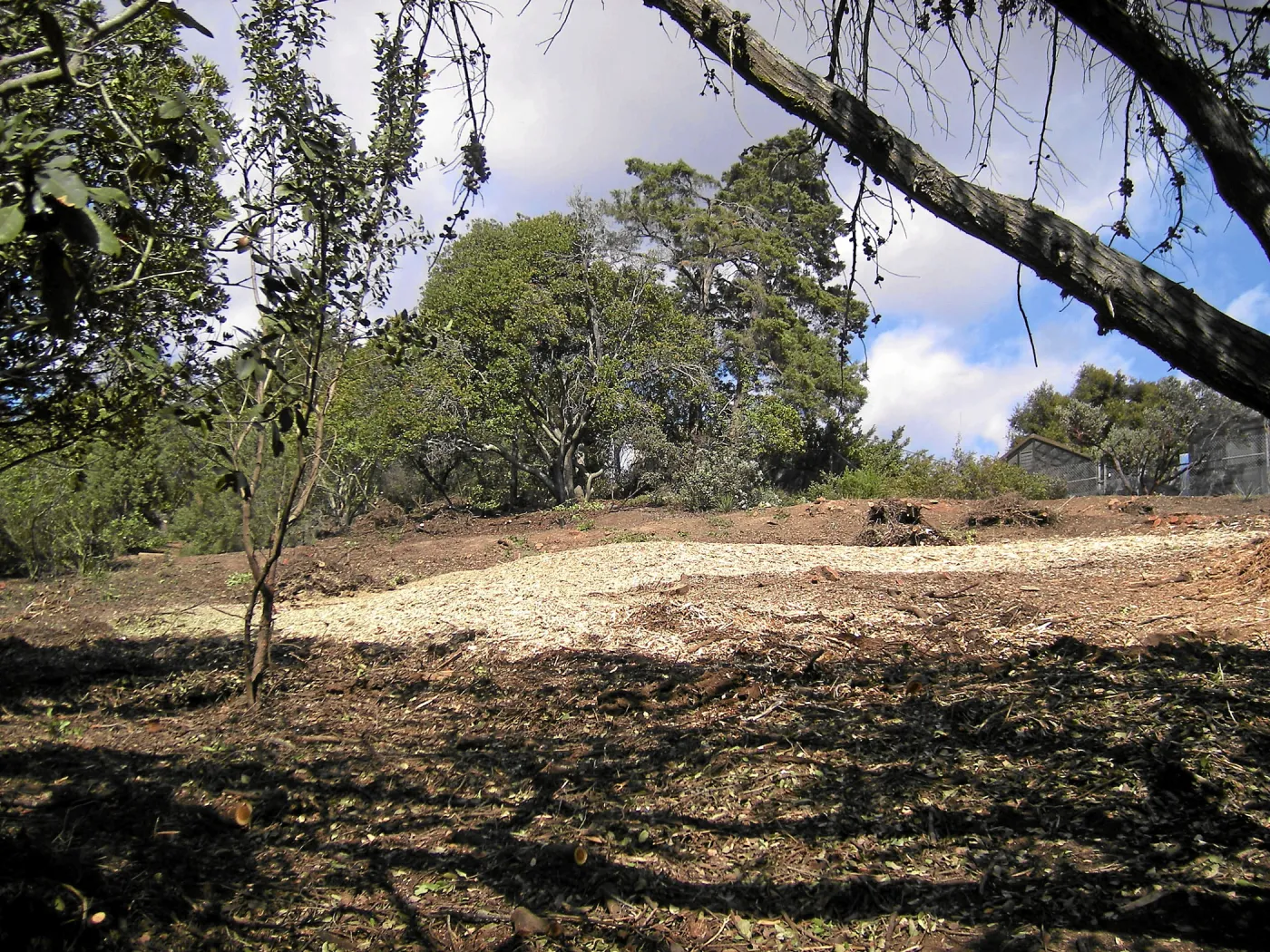 Completed fire clearance of brush at SBBG