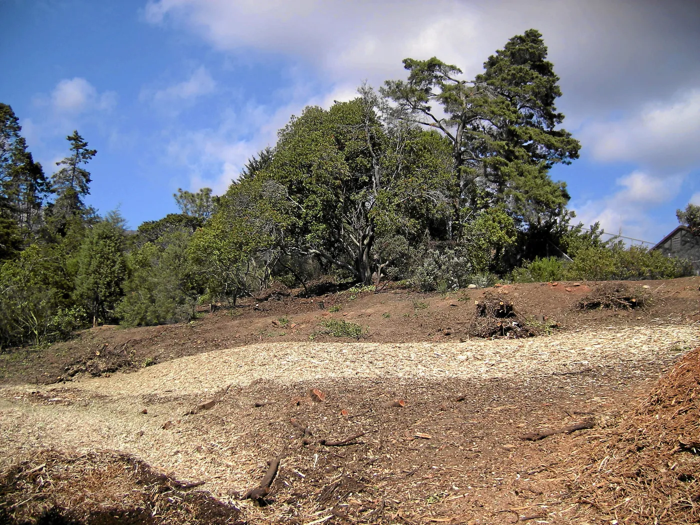 Completed fire clearance of brush at SBBG