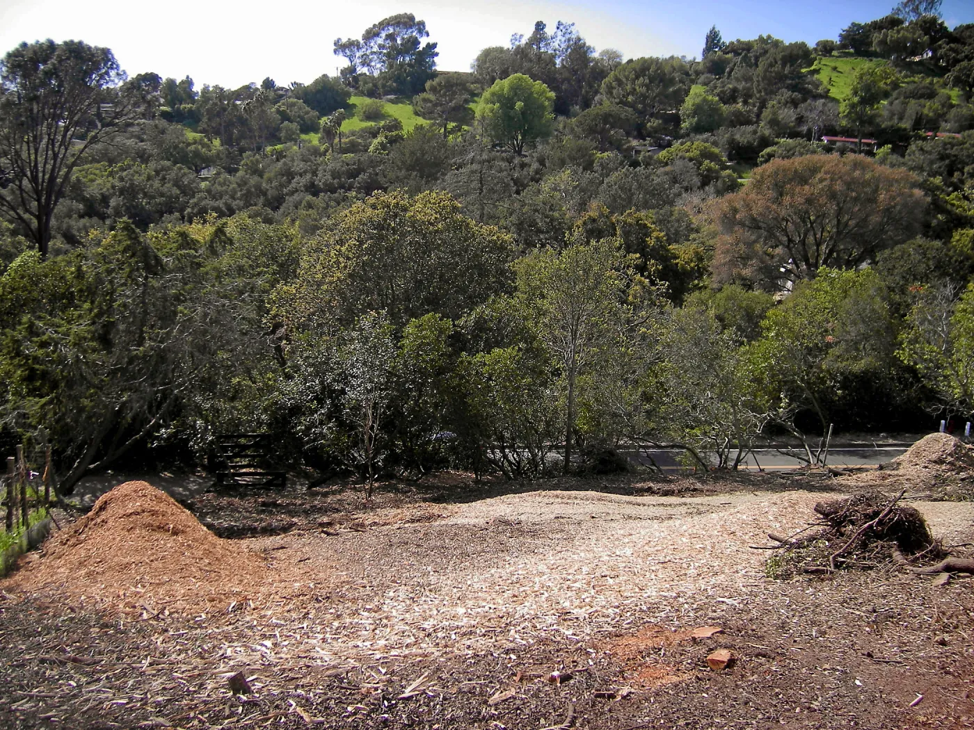 Completed fire clearance of brush at SBBG