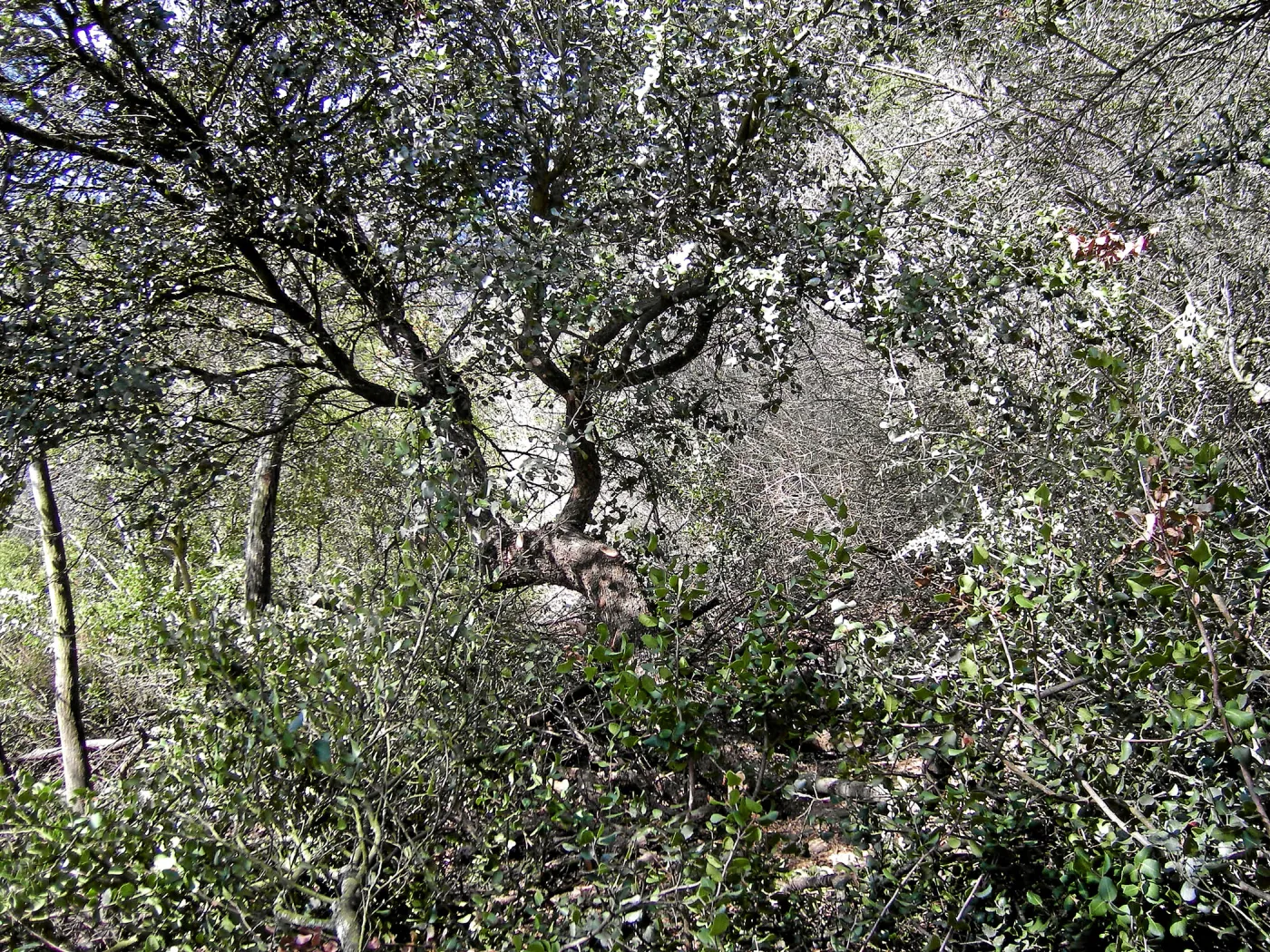 Completed fire clearance of brush at SBBG