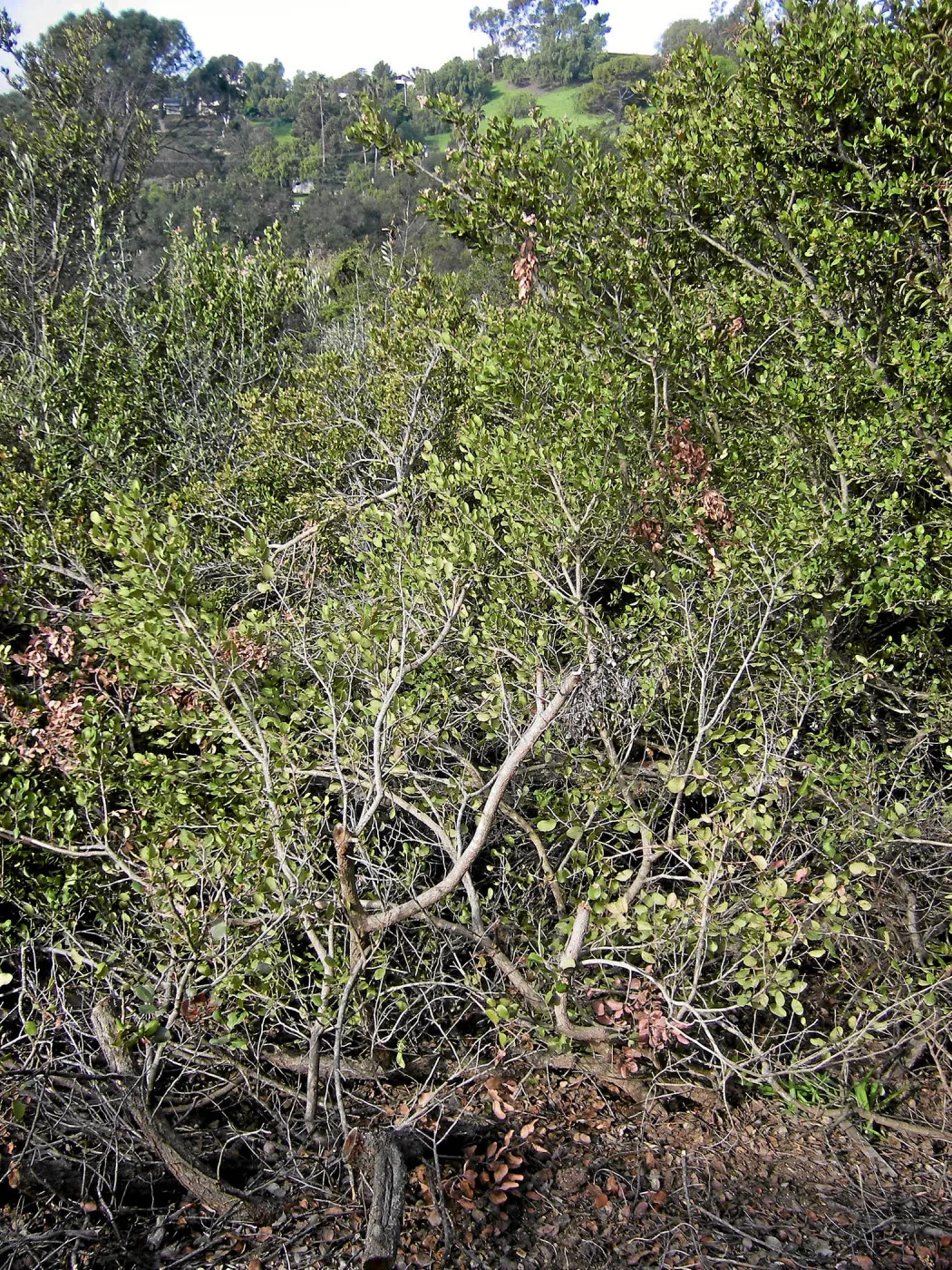 Brush at SBBG before fire clearance