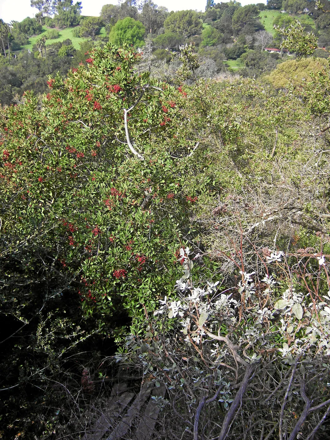 Brush at SBBG before fire clearance