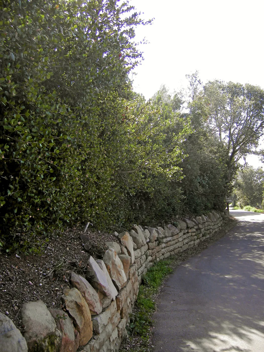 Brush at SBBG before fire clearance