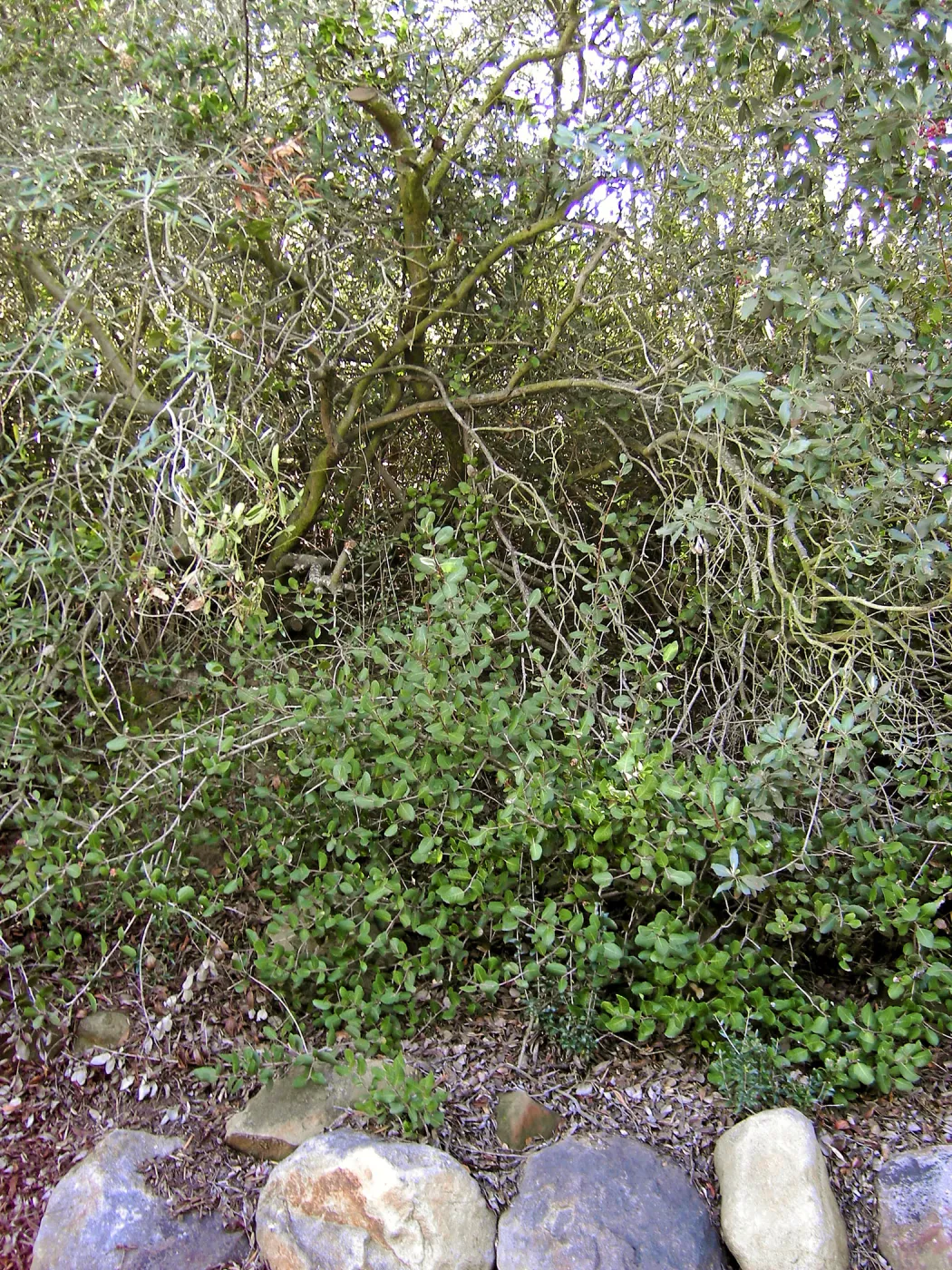 Brush at SBBG before fire clearance