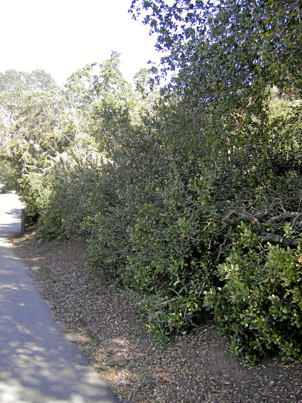 Brush at SBBG before fire clearance