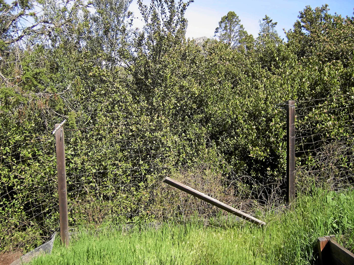 Brush at SBBG before fire clearance