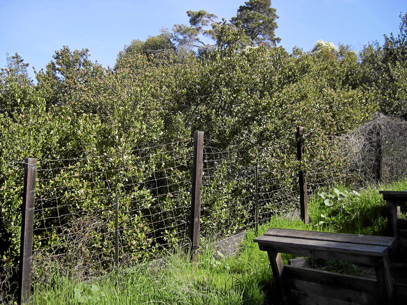 Brush at SBBG before fire clearance