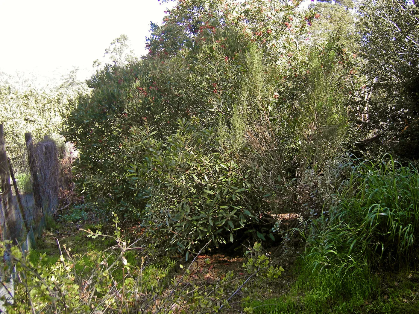 Brush at SBBG before fire clearance